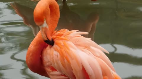 Flamingo