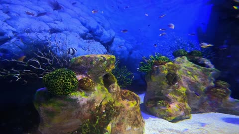 The seabed in his beautiful view carries very beautiful fish