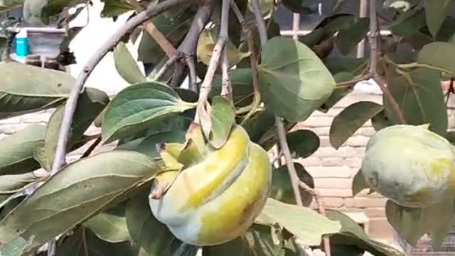 Do you know the persimmon tree