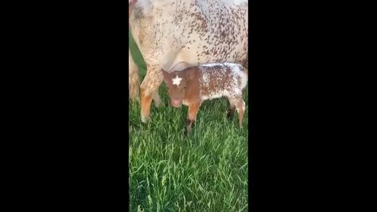 CUTIE ANIMAL FUNNY VIDS