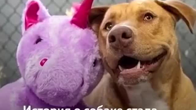 The dog repeatedly tries to steal the toy