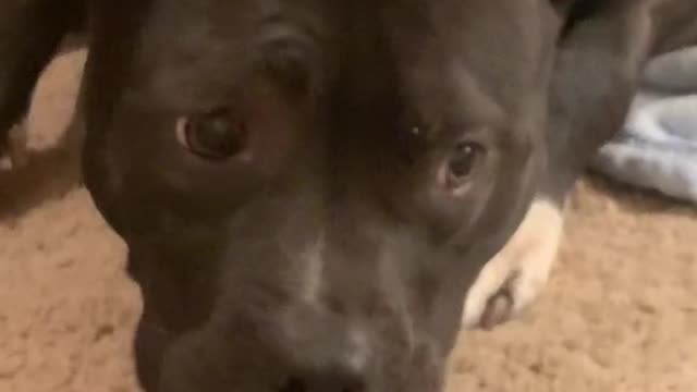 Luna is just as obsessed as we are