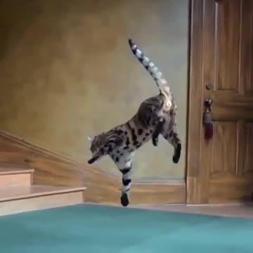 Cat's Has Built in Springs