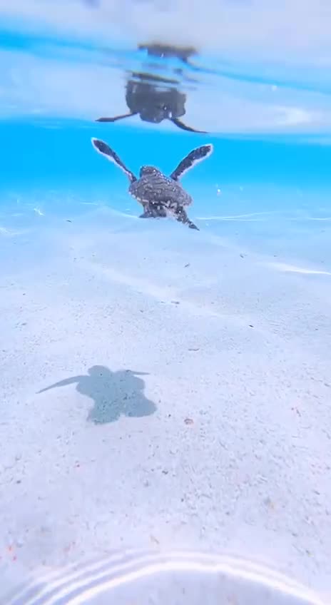 Running to the water