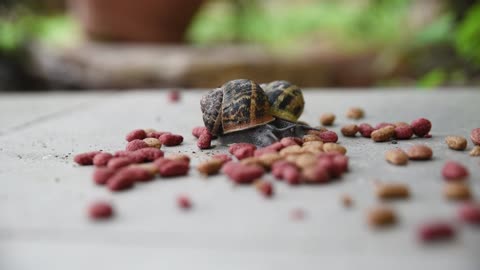 Two snail are eating food