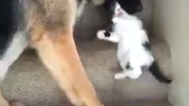 the dog was playing with the kitten