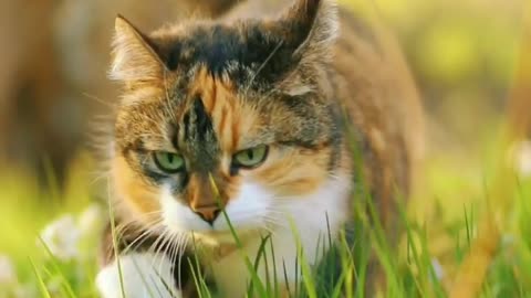 Beautiful cat in nature