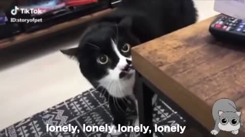 Cats talking !! these cats can speak english better than hooman