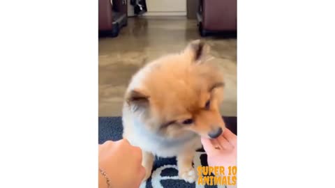 Rate the cuteness of this video!