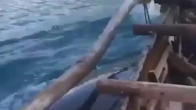 they go home hunting whales