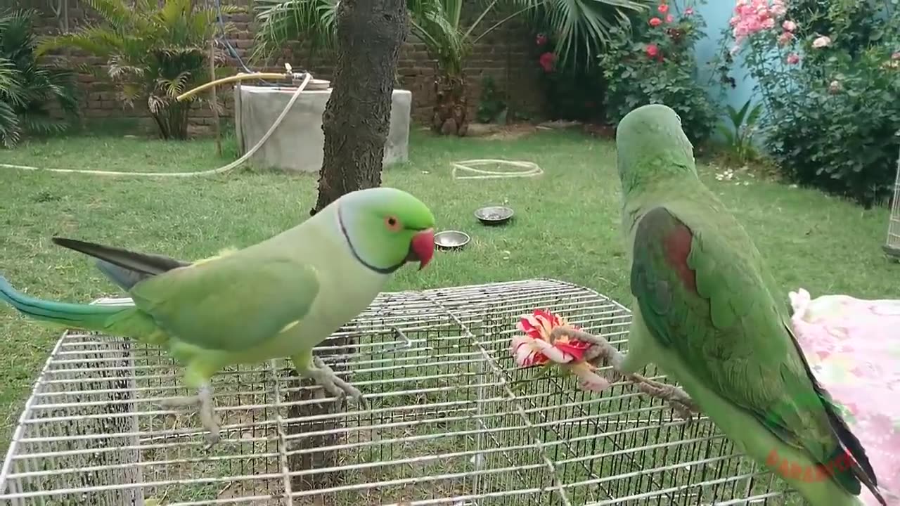 Amazing Parrot Video