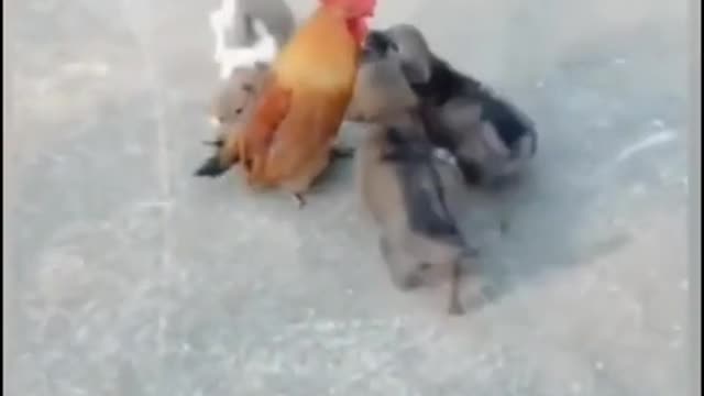 Cute puppy playing with chicken Lovely puppy