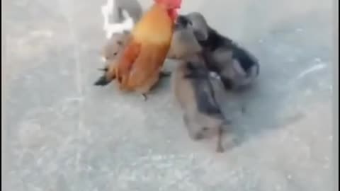 Cute puppy playing with chicken Lovely puppy