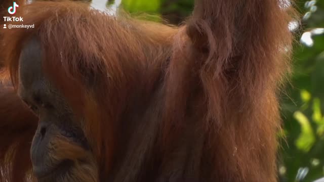 Orang Utan.