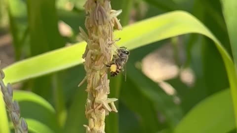 Bee in flowers