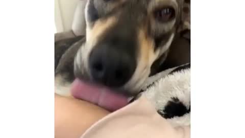 Best Funny Animal Videos 2022 😺 Funny Dog Videos 2022 😁 Funniest Dog Videos 😁😇