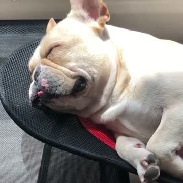 Napping French Bulldog