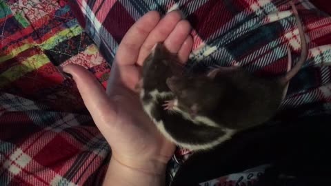 Baby dumbo rats groom me