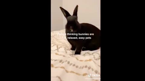 Crazy cute rabbit ~ Funny Compilations, 2021!!!