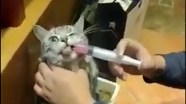 Cat Injection videos - Cat Injection Funny Compilation