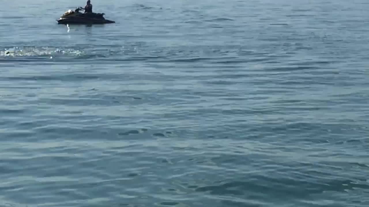 Dolphins getting it on