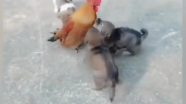 A grow chicken have fun with 3 puppies