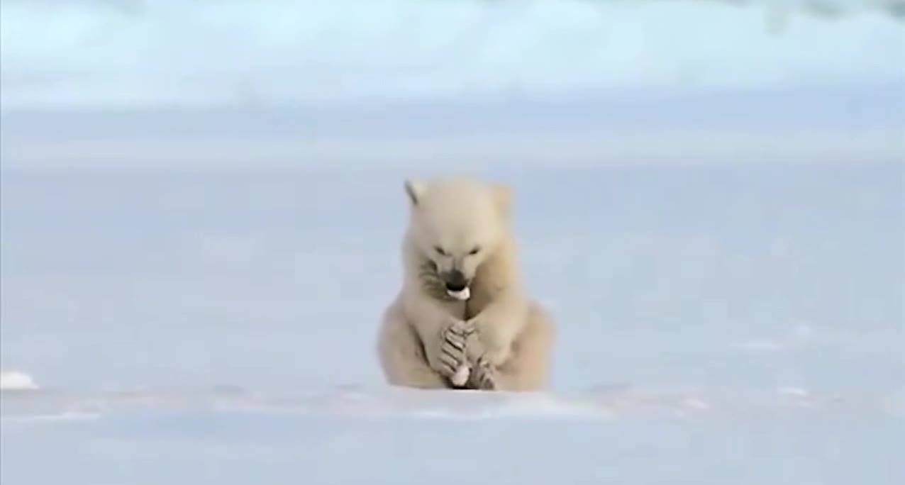 Seal accidentally scares baby polar bear. So cute