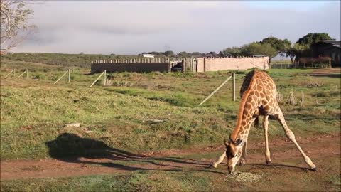 Baby Giraffes Are Awkward