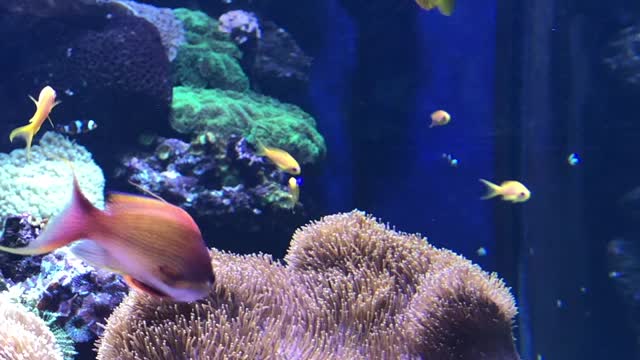 Cute fishes and coral