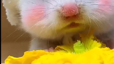 Mouse funny 🤣🤣🤣🤣