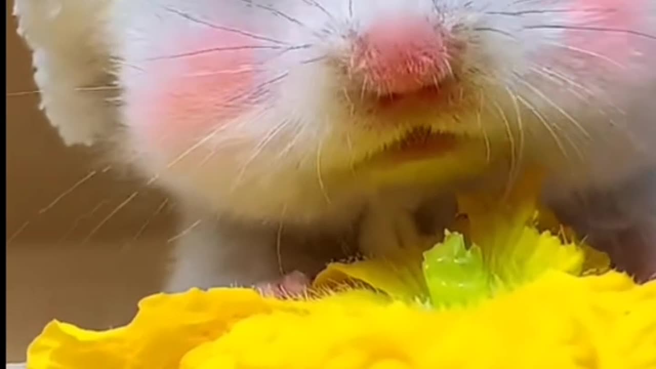 Mouse funny 🤣🤣🤣🤣