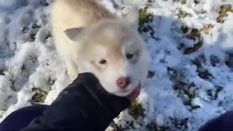 Dogs completely take over kid's snow fort