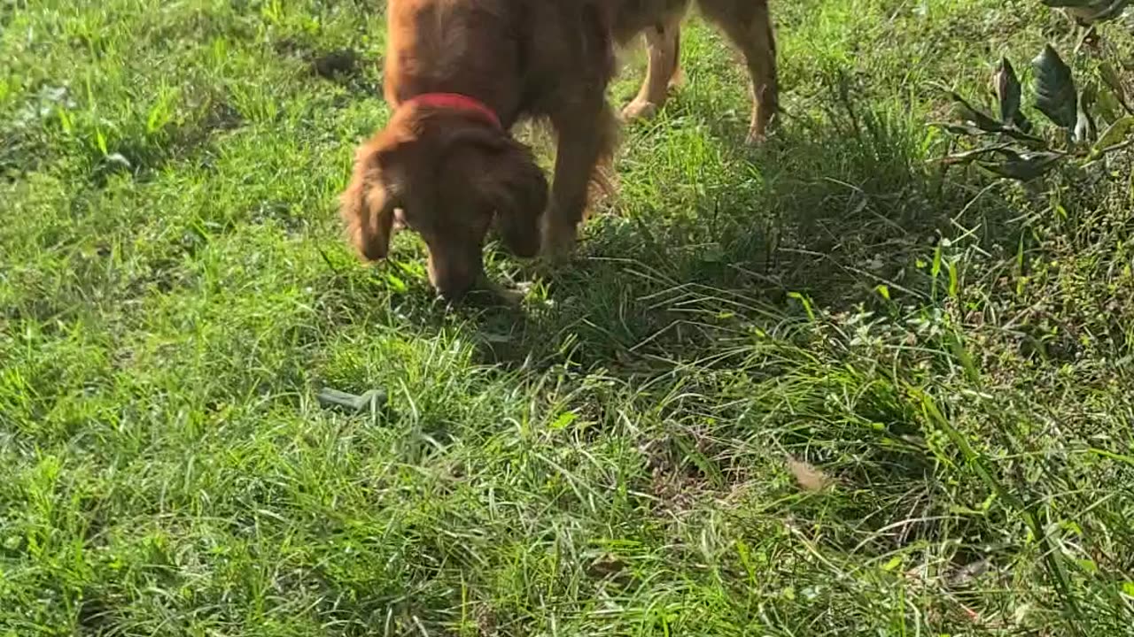 Beautiful Florida day with my goldens.