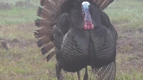 Osceola Turkey Fights Our Decoy! 🦃