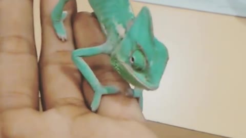 Chameleon Eats for the First Time