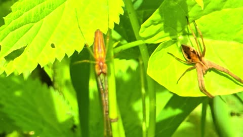 Short spider videos cut together / beautiful arachnids.