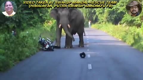 Wild Elephant deadly road attack