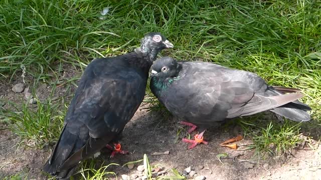 Mating birds