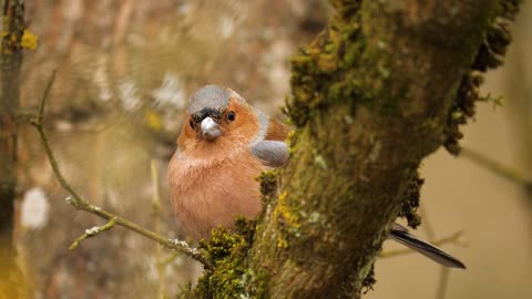 Brown bird