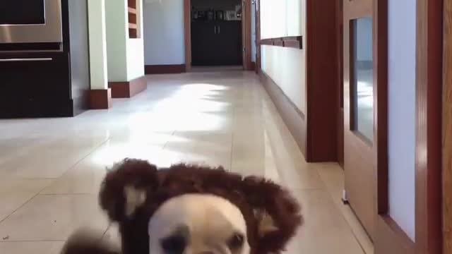 Have you ever seen a running bear?