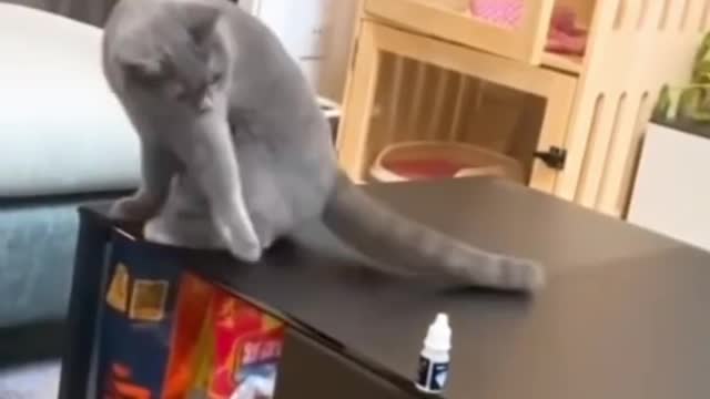 Smart Cat