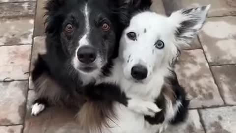 cute dog hugs another dog