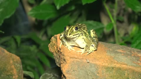 The world's most poisonous frog