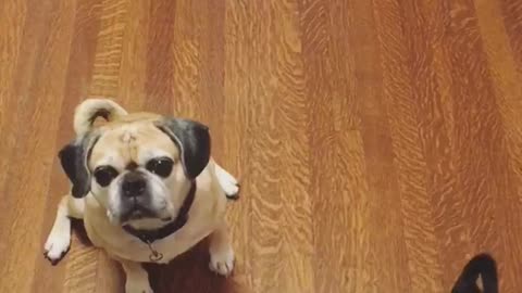 Black dog and brown pug catch treats on wood floor