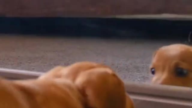 A cute Dog Fights With His Reflection In The Mirror 🐶