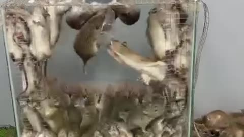 Wow..mouse trap catches hundreds of rats