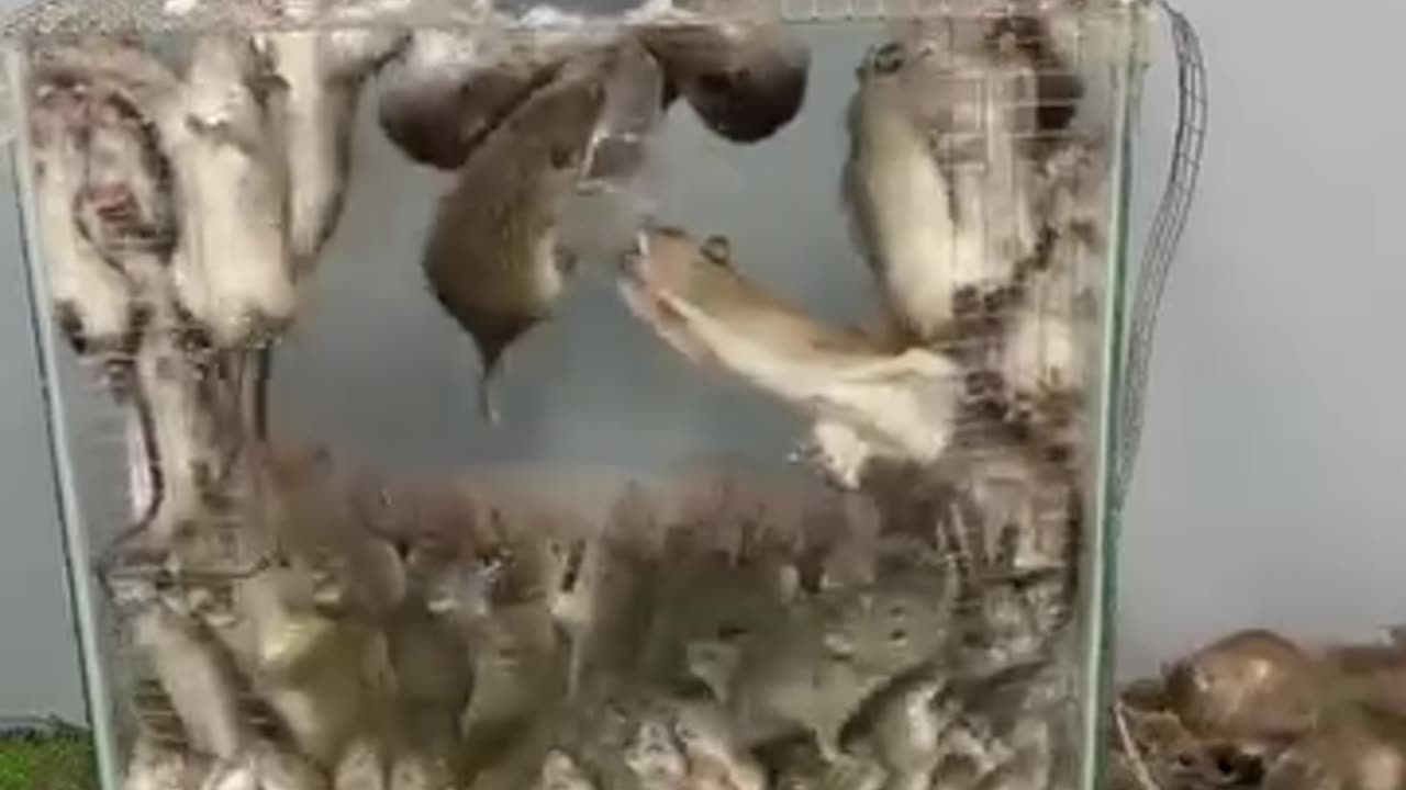 Wow..mouse trap catches hundreds of rats