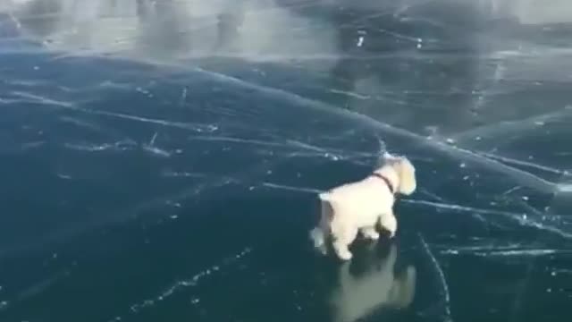 A dog walking on the ice