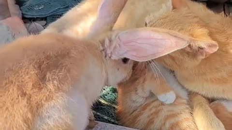 Best Moments of Cat and Rabbit