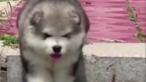 cute puppy files